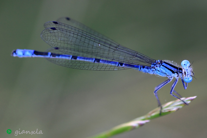 coenagrion puella?